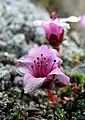 Saxifraga oppositifolia