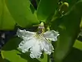 Fleur