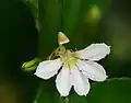 Fleur
