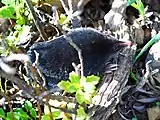 Scapanus latimanus