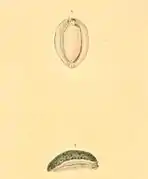 Scaphis atra.