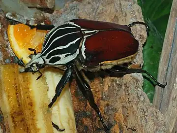 Goliathus goliatus mâle en train de se nourrir de fruits