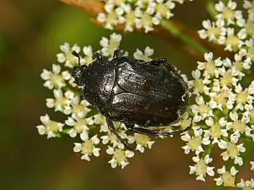 En vieillissant, cette cétoine perd ses poils et certains points blancs s'estompent.