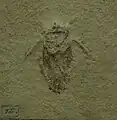 Scarabaeides deperditus, espèce fossile du Tithonien (Jurassique), env -150 millions d'années