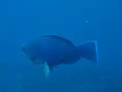 Scarus ovifrons