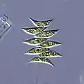 Scenedesmus dimorphus (en)