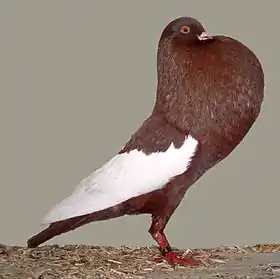 Boulant de Silésie, variété pie rouge.