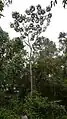 Pied de Didymopanax morototonii