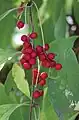 Fruits