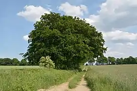 Warringholz