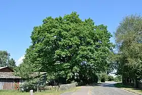 Wulfsmoor