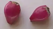 Fruits mûrs.