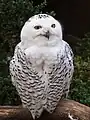 Harfang des neiges