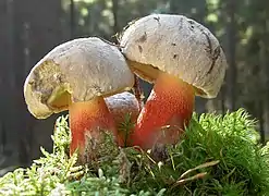 Caloboletus calopus,pied réticuléet saveur amère