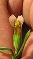 dissection florale de Schultesia guianensis