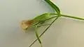 Schultesia guianensis