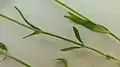 Schultesia guianensis
