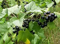 Infrutescence
