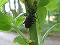 Saphanus piceus  (Laicharting ,1784)