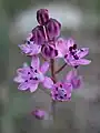 Fleur en septembre