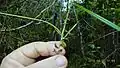 Inflorescence de Scleria secans