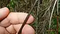Tige coupante de Scleria secans