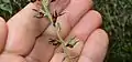 Jeune akène de Scleria secans
