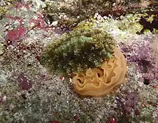 Un Sclerodoris apiculata en train de pondre (La Réunion).