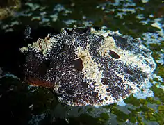 Sclerodoris tuberculata.