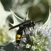 Scolia hirta hirta