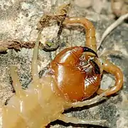 Gros plan sur les forcipules (1re&nbsp;paire de pattes transformées).