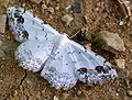 Scopula (Scopula) decorata   (Denis & Schiffermüller, 1775)