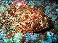 Scorpaena jacksoniensis