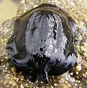 Scutus breviculus