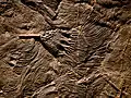 Fossiles deCrinoïdes ( lys de mer ). 416 M. années