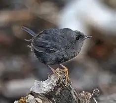 Mérulaxe des Andes (Scytalopus magellanicus)