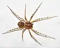 Scytodes thoracica