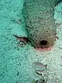 Concombre de mer