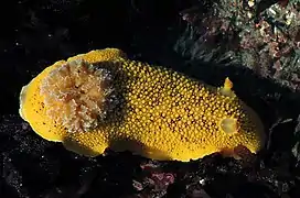 Peltodoris nobilis