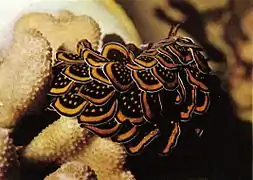 Cyerce nigricans.