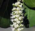 Fleurs