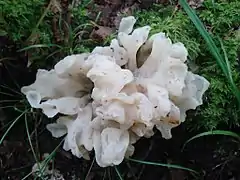 Sebacina sparassoidea