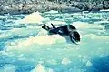 Un léopard de mer se reposant sur des petits icebergs appelés bourguignons ou growlers.