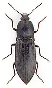 Selatosomus impressus.