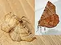 Selenia dentaria   (Fabricius, 1775)