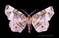Selenia tetralunaria  (Hufnagel, 1767)