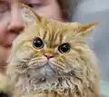 Un selkirk rex red tabby.