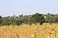 Virovac - Panorama