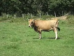 photo couleur d'une vache fauve à encolure plus sombre, cornes longues en lyre très évasée, pattes fines et mufle noir cerclé de blanc.