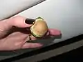 Fruit.